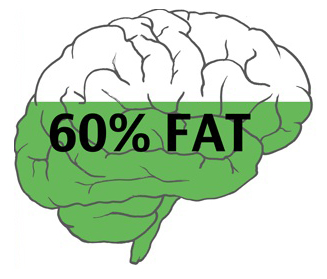 Brain